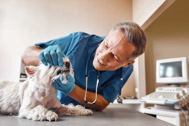 Best Broken or Chipped Tooth Repair in Clifton Knolls Mill Creek, NY